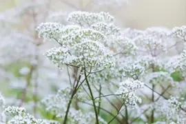 Valeriana officinalis (Valeriaan) - afbeelding 3