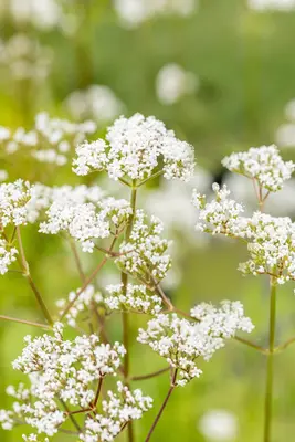 Valeriana officinalis (Valeriaan) - afbeelding 8