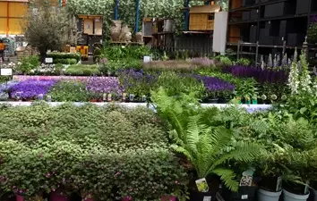 Vaste tuinplanten