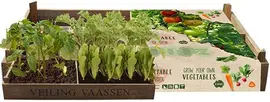 Vegetable Garden Crate – Jouw eigen groentetuin in een kist kopen?