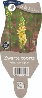 Verbascum nigrum p11 - afbeelding 1