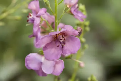 Verbascum Phoeniceum (Paarse toorts) - afbeelding 3