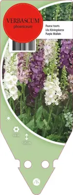 Verbascum Phoeniceum (Paarse toorts) - afbeelding 1