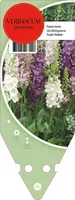 Verbascum Phoeniceum (Paarse toorts) - afbeelding 1