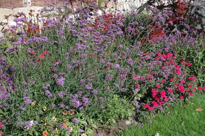 Verbena bonariensis (IJzerhard) - afbeelding 8