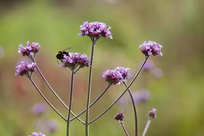 Verbena bonariensis (IJzerhard) - afbeelding 3