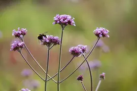 Verbena bonariensis (IJzerhard) - afbeelding 3