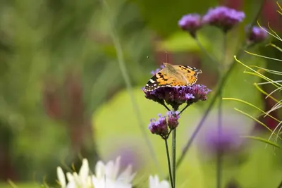 Verbena bonariensis (IJzerhard) - afbeelding 7