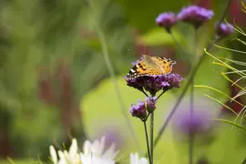 Verbena bonariensis (IJzerhard) - afbeelding 7