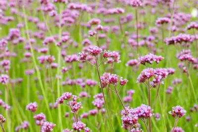Verbena bonariensis (IJzerhard) - afbeelding 10