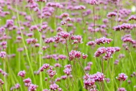 Verbena bonariensis (IJzerhard) - afbeelding 10