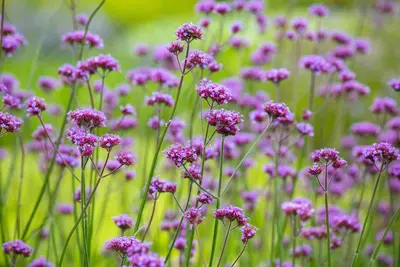 Verbena bonariensis (IJzerhard) - afbeelding 13