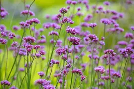 Verbena bonariensis (IJzerhard) - afbeelding 13