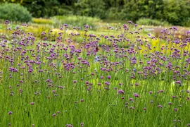 Verbena bonariensis (IJzerhard) - afbeelding 14