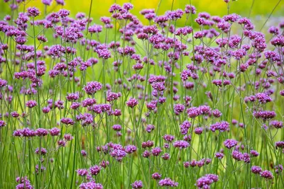 Verbena bonariensis (IJzerhard) - afbeelding 16