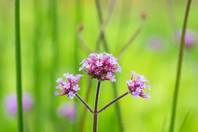 Verbena bonariensis (IJzerhard) - afbeelding 17