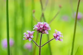 Verbena bonariensis (IJzerhard) - afbeelding 17