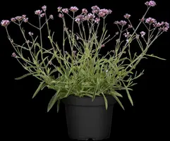 Verbena bonariensis (IJzerhard) - afbeelding 5