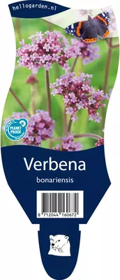 Verbena bonariensis (IJzerhard) - afbeelding 1