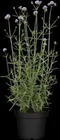 Verbena bonariensis (Ijzerhard) - afbeelding 4