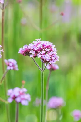 Verbena bonariensis (Ijzerhard) - afbeelding 16