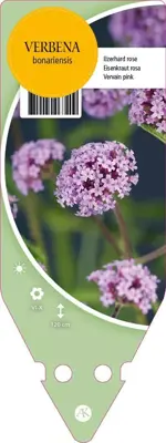 Verbena Bonariensis (Ijzerhard) - afbeelding 1