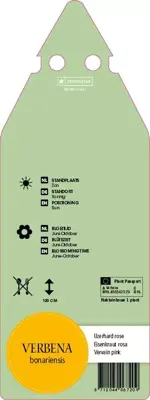 Verbena Bonariensis (Ijzerhard) - afbeelding 2