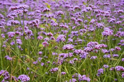 Verbena bonariensis (IJzerhard) - afbeelding 2