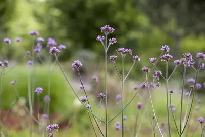 Verbena bonariensis (Ijzerhard) - afbeelding 2