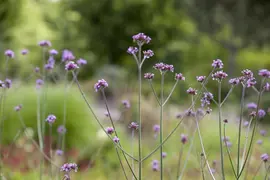 Verbena bonariensis (Ijzerhard) - afbeelding 2