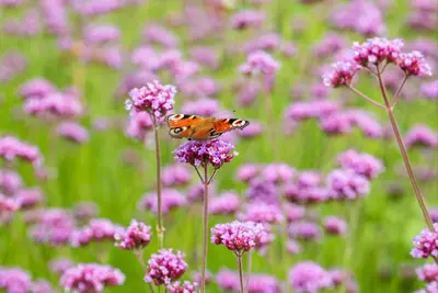 Verbena bonariensis (Ijzerhard) - afbeelding 9