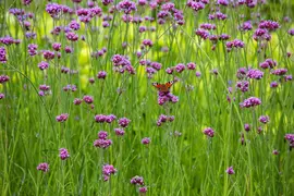 Verbena bonariensis (Ijzerhard) - afbeelding 10
