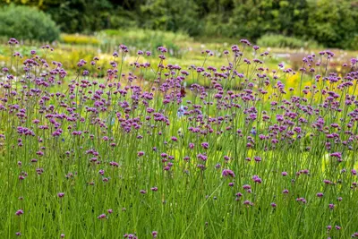 Verbena bonariensis (Ijzerhard) - afbeelding 12