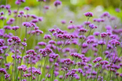 Verbena bonariensis (Ijzerhard) - afbeelding 13