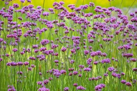 Verbena bonariensis (Ijzerhard) - afbeelding 14