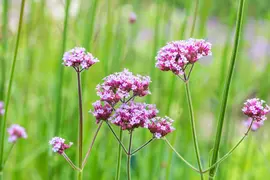 Verbena bonariensis (Ijzerhard) - afbeelding 17