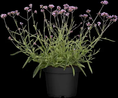 Verbena bonariensis (Ijzerhard) - afbeelding 3