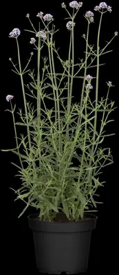 Verbena bonariensis (IJzerhard) - afbeelding 6