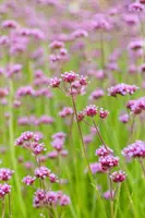 Verbena bonariensis (IJzerhard) - afbeelding 9