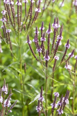 Verbena hastata 'Pink Spires' (Blauwe verbena) - afbeelding 1