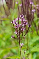 Verbena hastata 'Pink Spires' (Blauwe verbena) - afbeelding 2