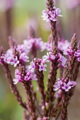 Verbena hastata 'Pink Spires' (Blauwe verbena) - afbeelding 6
