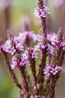 Verbena hastata 'Pink Spires' (Blauwe verbena) - afbeelding 6