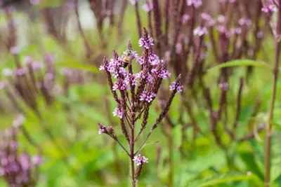 Verbena hastata 'Pink Spires' (Blauwe verbena) - afbeelding 3