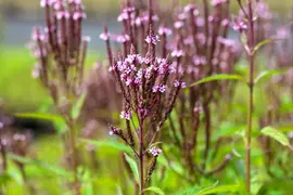 Verbena hastata 'Pink Spires' (Blauwe verbena) - afbeelding 4
