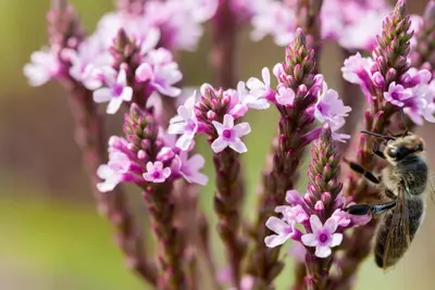 Verbena hastata 'Pink Spires' (Blauwe verbena) - afbeelding 5