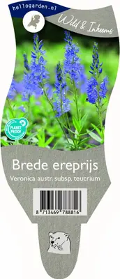 Veronica austriaca subsp. teucrium (Brede ereprijs) - afbeelding 1