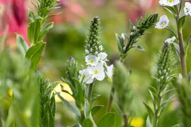 Veronica gentianoides (Ereprijs) - afbeelding 4