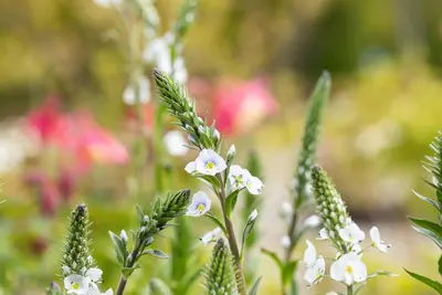 Veronica gentianoides (Ereprijs) - afbeelding 6