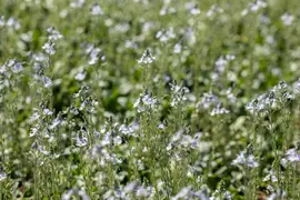 Veronica gentianoides (Ereprijs) - afbeelding 7